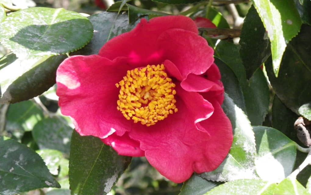 Photograph of Kojindani camellia Forest