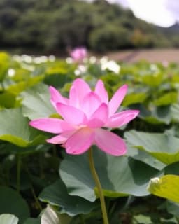 Photo of lotus flower