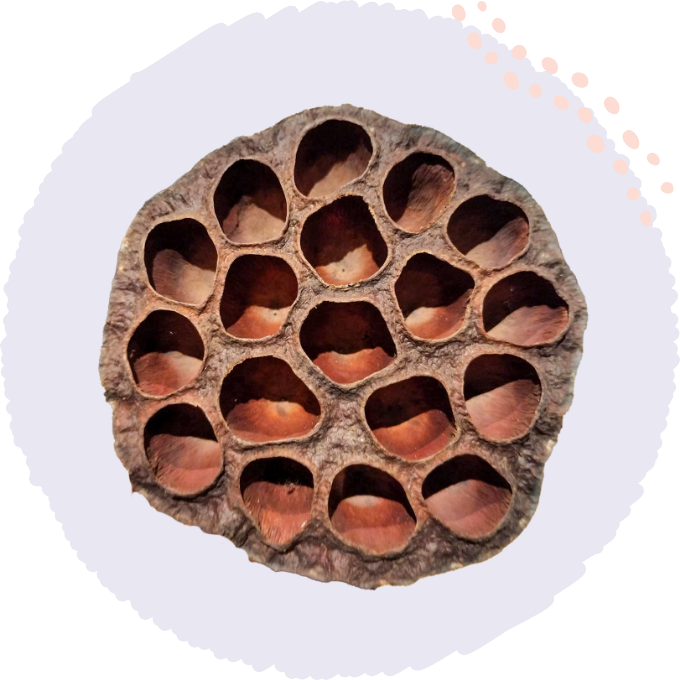 古代ハスの写真